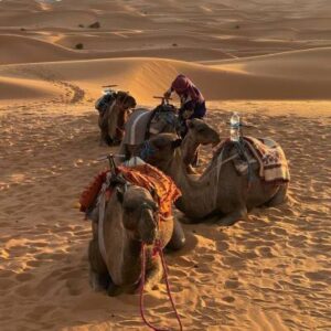 camel ride in sahara desert