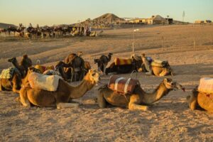 Saddled Camels resting on the desert