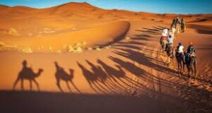 Camel Ride in Sahara Desert